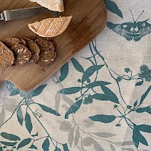 Callicoma Serratifolia in Blossom