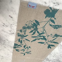 Callicoma Serratifolia